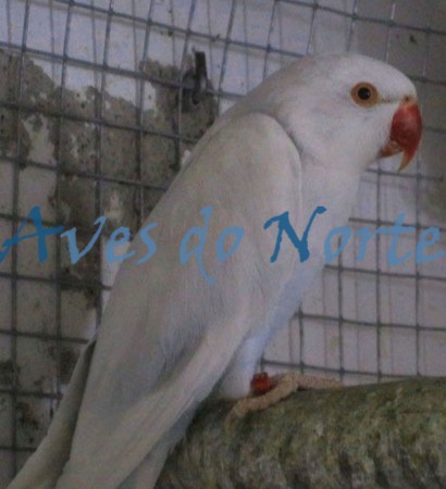 Ring Neck Macho Azul PallidIno